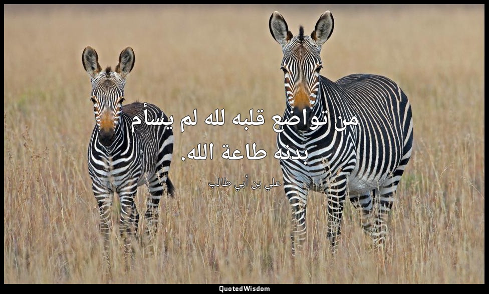 من تواضع قلبه لله لم يسأم بدنه طاعة الله. — علي بن أبي طالب