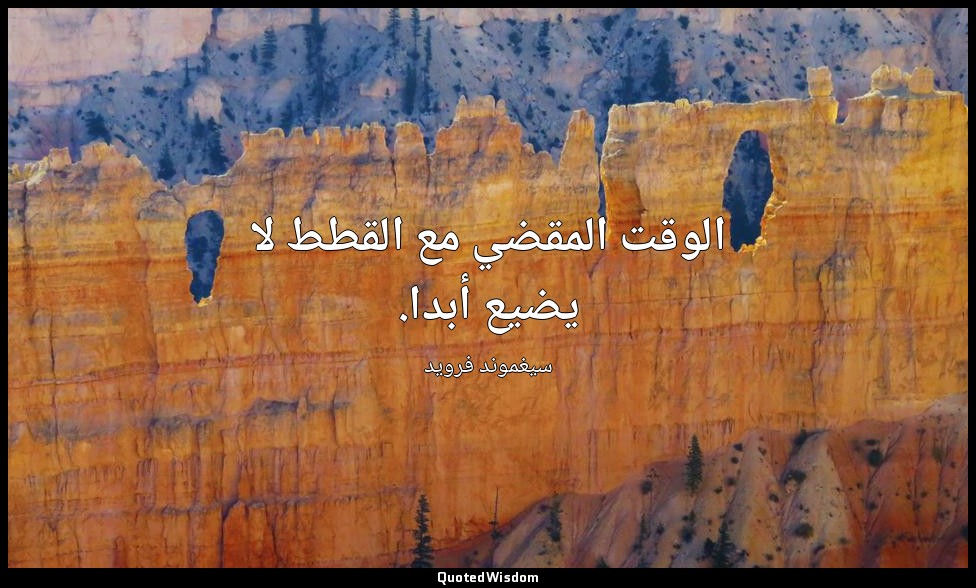 الوقت المقضي مع القطط لا يضيع أبدا. — سيغموند فرويد