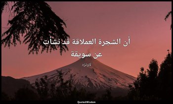 أن الشجرة العملاقة قد نشأت عن سويقة — لاوتزه