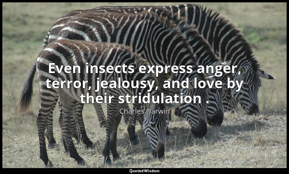 Even insects express anger, terror, jealousy, and love by their stridulation . — Charles Darwin