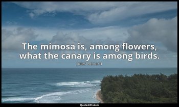 The mimosa is, among flowers, what the canary is among birds. — Jules Renard