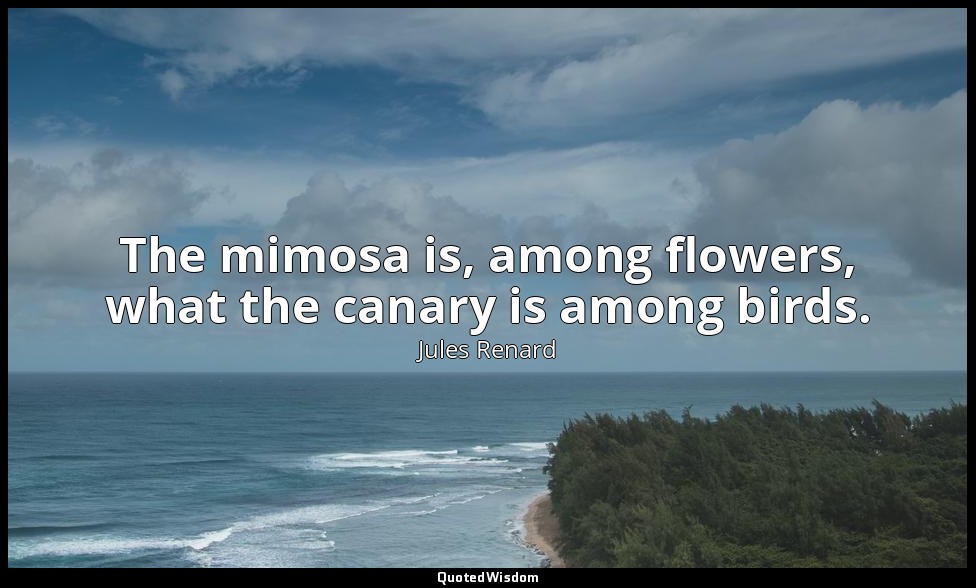 The mimosa is, among flowers, what the canary is among birds. — Jules Renard