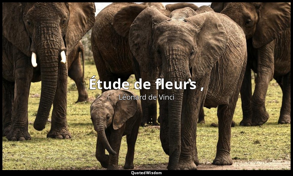 Étude de fleurs , — Léonard de Vinci