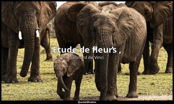 Étude de fleurs , — Léonard de Vinci