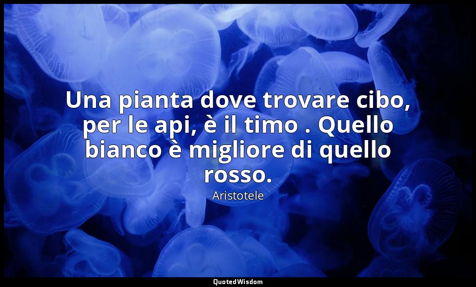 Una pianta dove trovare cibo, per le api, è il timo . Quello bianco è migliore d — Aristotele