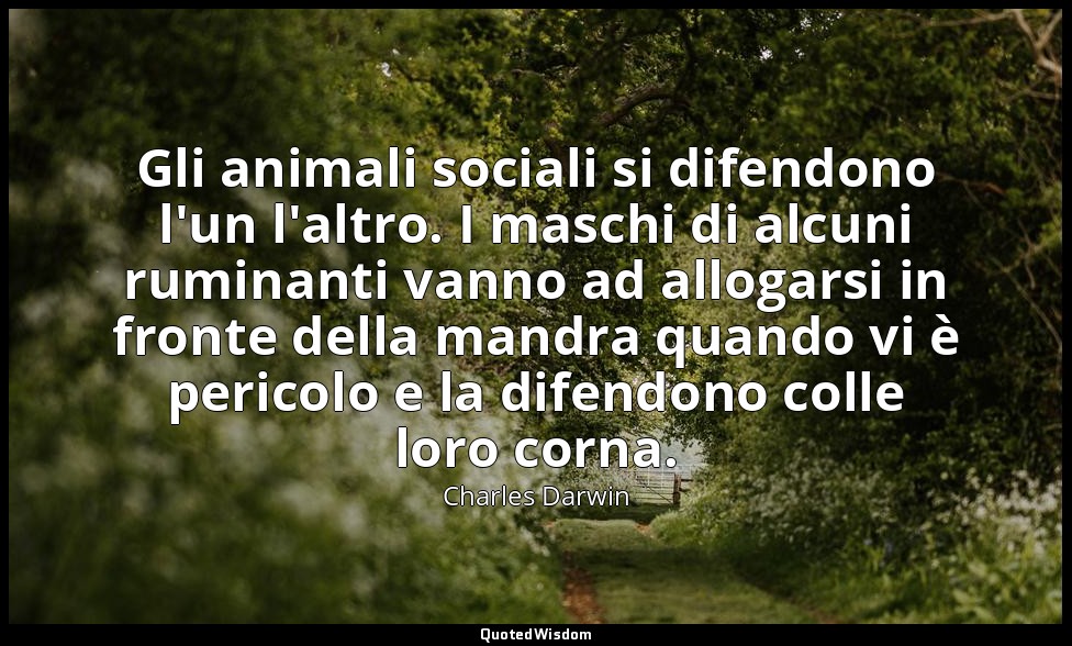Gli animali sociali si difendono l'un l'altro. I maschi di alcuni ruminanti vann — Charles Darwin
