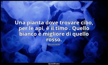 Una pianta dove trovare cibo, per le api, è il timo . Quello bianco è migliore d — Aristotele