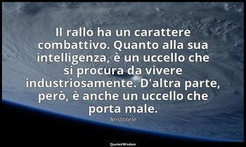 Il rallo ha un carattere combattivo. Quanto alla sua intelligenza, è un uccello  — Aristotele