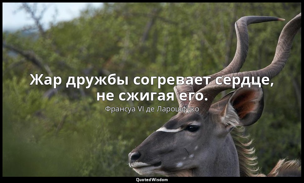 Жар дружбы согревает сердце, не сжигая его. — Франсуа VI де Ларошфуко