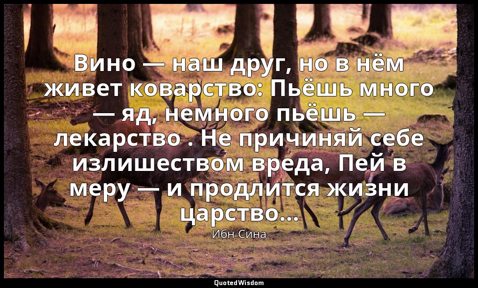 Вино — наш друг, но в нём живет коварство: Пьёшь много — яд, немного пьёшь — лек — Ибн Сина